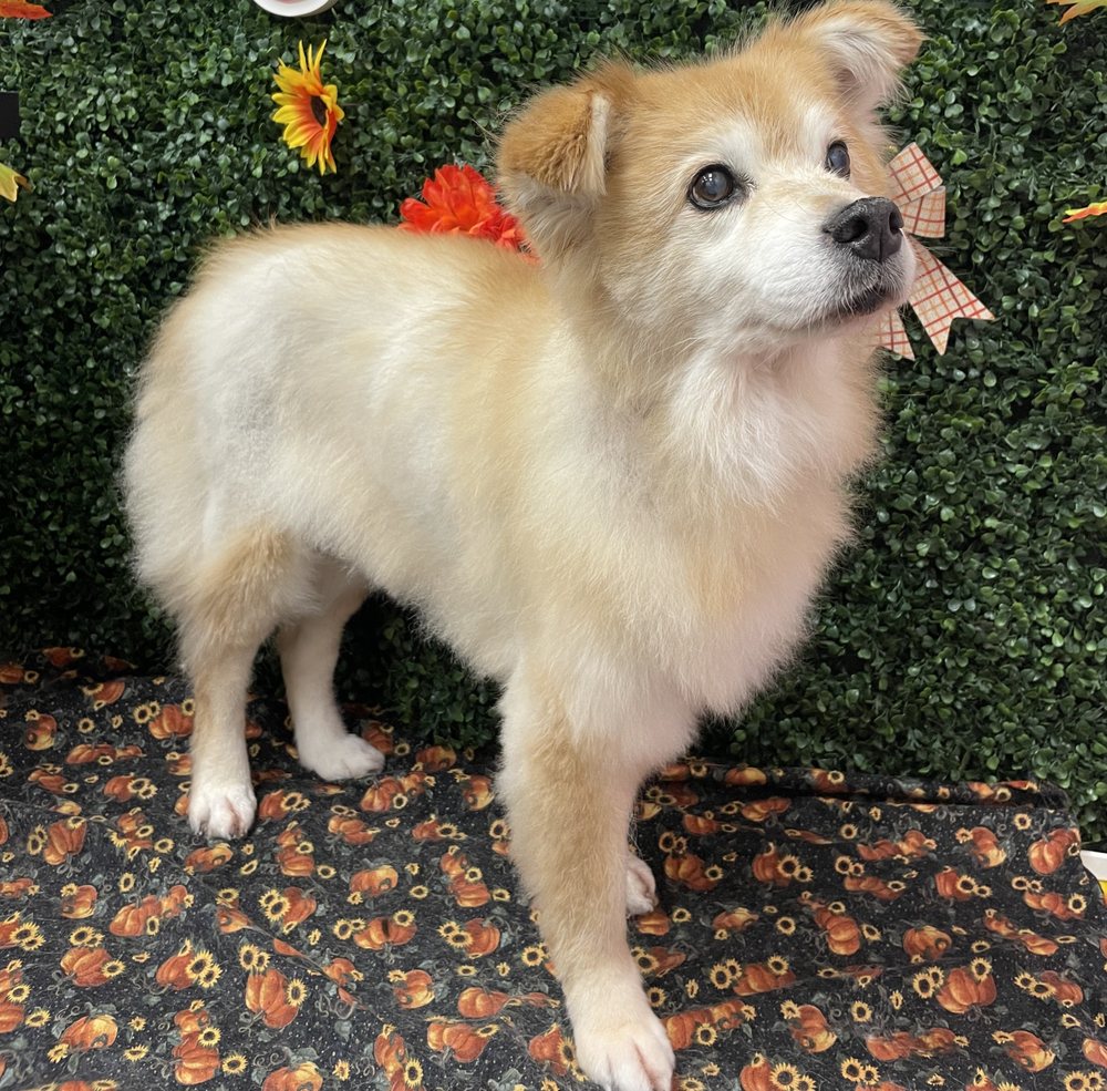Nena’s Pet Styling - pet boarding facility in Ann Arbor, MI