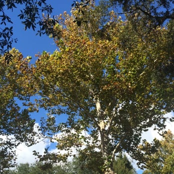Forest Run Park - The trees at the park. - Parks Near Me - Clearwater, Florida