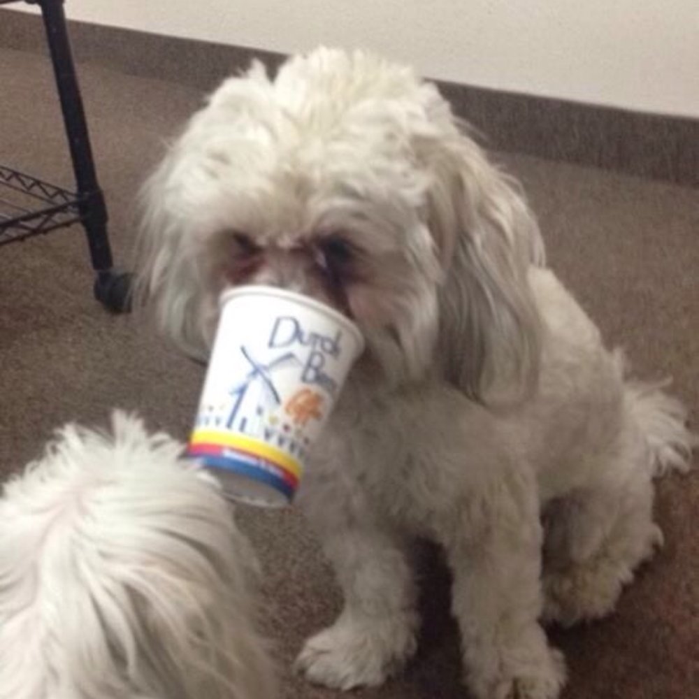 Dutch Bros Coffee - Enjoying a puppuchino!!! - Coffee & Tea Near Me - Phoenix, Arizona Dutch Bros Coffee - Enjoying a puppuchino!!! - Coffee & Tea Near Me - Phoenix, Arizona