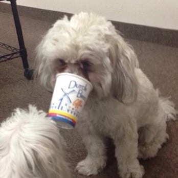Dutch Bros Coffee - Enjoying a puppuchino!!! - Coffee & Tea Near Me - Phoenix, Arizona