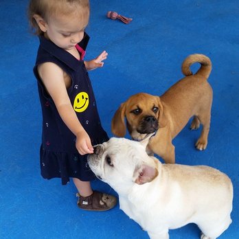 Dog Therapy - Pet Training Near Me - Waltham, Massachusetts Dog Therapy - Pet Training Near Me - Waltham, Massachusetts