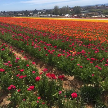 The Flower Fields - beautiful - Venues & Event Spaces Near Me - Carlsbad, California The Flower Fields - beautiful - Venues & Event Spaces Near Me - Carlsbad, California