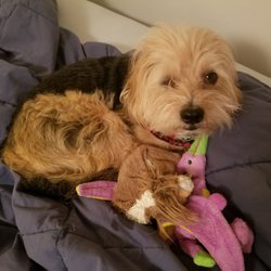 Grateful Dog Sitting - Ziggy!