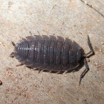 Golden Arrow Pest Control - SOW BUG - Pest Control Near Me - Edmonton, Alberta