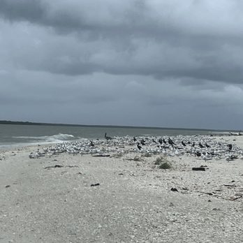 Treasure Seekers Shell Tours - Shell Island - Boat Charters Near Me - Goodland, Florida
