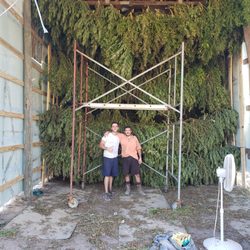Piedmont Green Dispensary - Piedmont Green CBD Hemp Drying