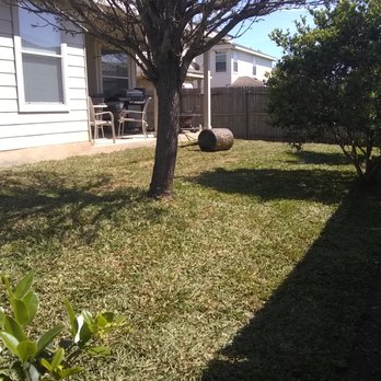 JC Sod Installation - a tree in a backyard - Landscaping Near Me - San Antonio, Texas