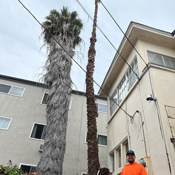 Think Green Tree Care - Tree Services Near Me - Beverly Hills, California Think Green Tree Care - Tree Services Near Me - Beverly Hills, California