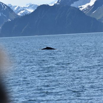 Kenai Fjords Tours - Boat Tours Near Me - Seward, Alaska