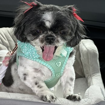 Doggie Divine Pet Salon - Lulu for VP & her bows are still in!!! - Pet Groomers Near Me - St. Charles, Illinois Doggie Divine Pet Salon - Lulu for VP & her bows are still in!!! - Pet Groomers Near Me - St. Charles, Illinois