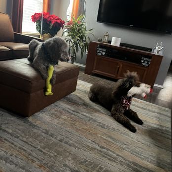 Lanier Kennels - Vlad & Miley - Pet Boarding Near Me - Abilene, Texas
