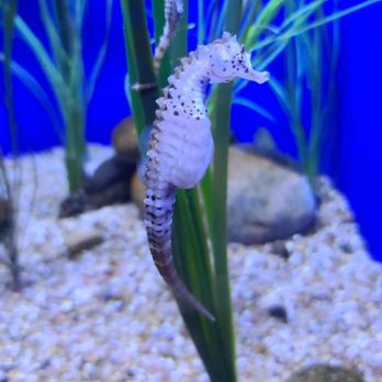 Downtown Aquarium - Potbelly Seahorse 07-06-2022 - Museums Near Me - Denver, Colorado Downtown Aquarium - Potbelly Seahorse 07-06-2022 - Museums Near Me - Denver, Colorado
