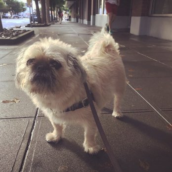 Andiamo Pet Services - Morning walks with Barney :) - Dog Walkers Near Me
