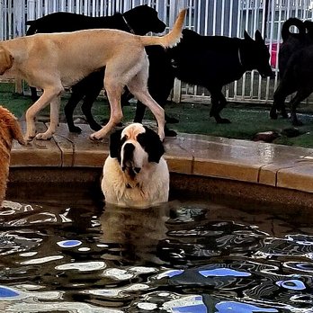 All About Restful Pets - Pet Hospice Near Me