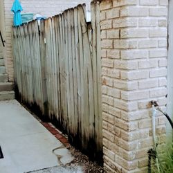 Sentry Management - Disrepair fencing and mold everywhere