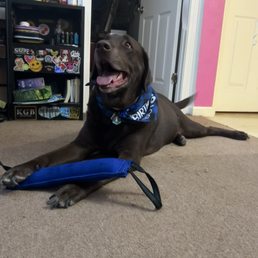 Dog with his new toy Dog with his new toy