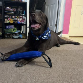 Shipyard K9 Supplies - Dog with his new toy - Pet Stores Near Me - San Francisco, California Shipyard K9 Supplies - Dog with his new toy - Pet Stores Near Me - San Francisco, California