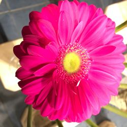 Fleuriste Centre Ville - Amazing selection of Gerber Daisies!