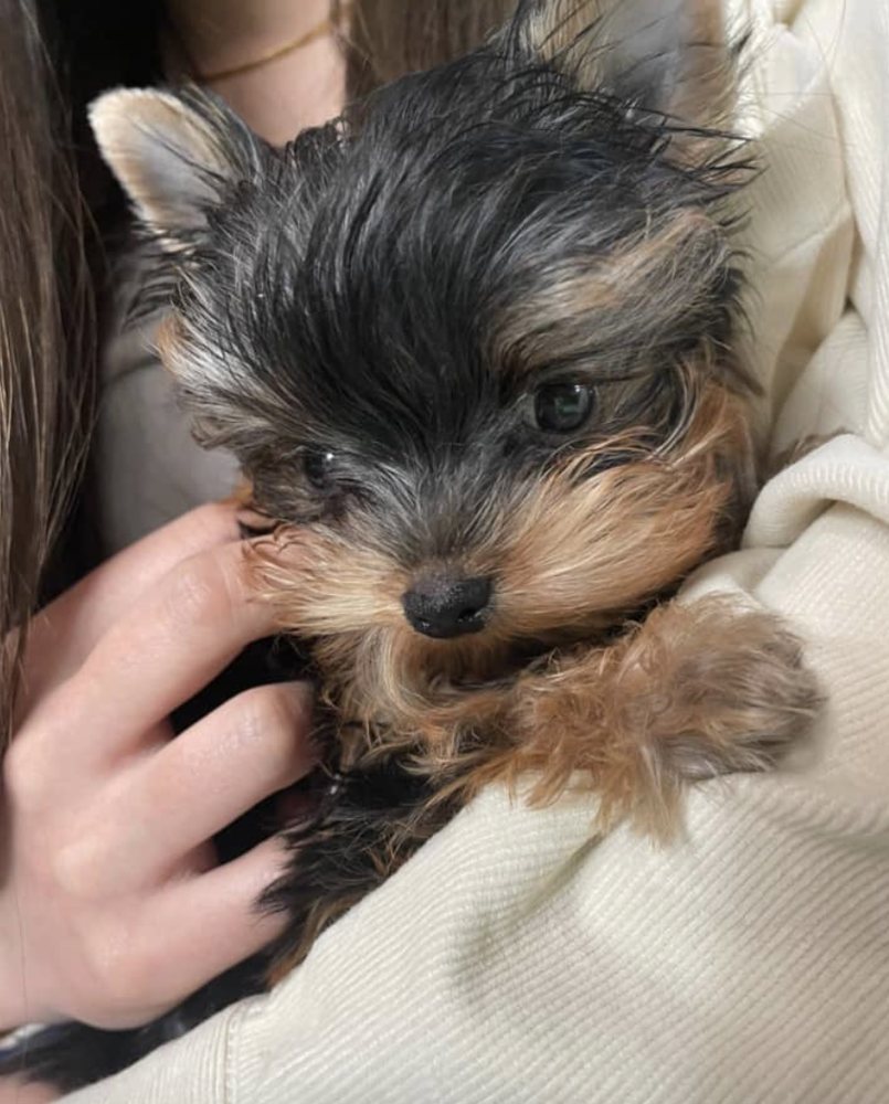 SCOTTS YORKIE HOME Updated April 2024 Atlanta, Pet