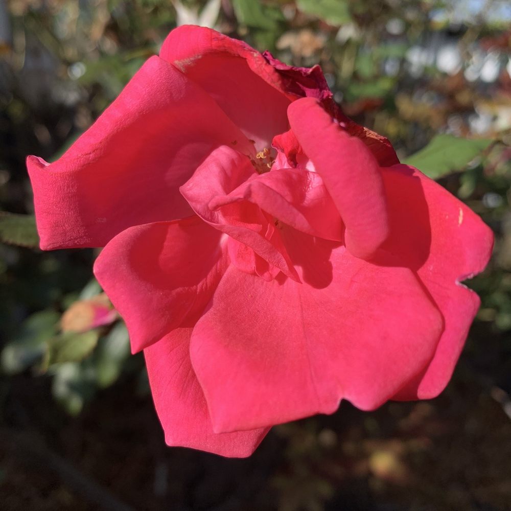 Mayfield Dairy Farms - a red rose in bloom - Ice Cream & Frozen Yogurt Near Me - Athens, Tennessee Mayfield Dairy Farms - a red rose in bloom - Ice Cream & Frozen Yogurt Near Me - Athens, Tennessee