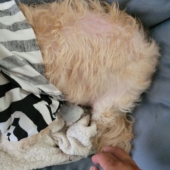 Village Pet Salon - He has been pulling his hair out - Pet Groomers Near Me - La Mesa, California Village Pet Salon - He has been pulling his hair out - Pet Groomers Near Me - La Mesa, California
