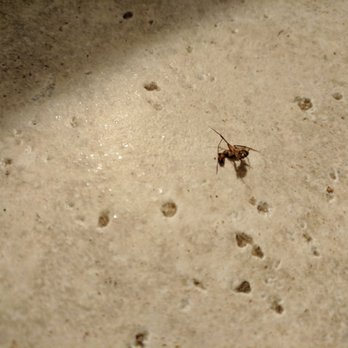 Kauai Exclusive - This is a large dead ant, many of which were coming in somehow to our common space and kitchen - Vacation Rentals Near Me - Lihue, Hawaii Kauai Exclusive - This is a large dead ant, many of which were coming in somehow to our common space and kitchen - Vacation Rentals Near Me - Lihue, Hawaii