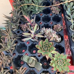 The GardenShoppe - Succulent selection