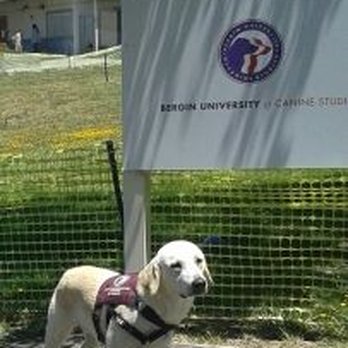 PAWSitive Dog Training - Bachelor's & Master's degree in Canine Studies - Pet Training Near Me PAWSitive Dog Training - Bachelor's & Master's degree in Canine Studies - Pet Training Near Me