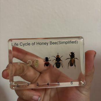 Natur Showroom - The life cycle of a honeybee object which was sold to me - Home Decor Near Me - Midvale, Utah Natur Showroom - The life cycle of a honeybee object which was sold to me - Home Decor Near Me - Midvale, Utah