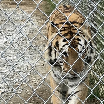 Tiger World - Zoos Near Me - Rockwell, North Carolina