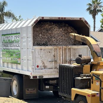 Ayala's Tree Service - Tree Services Near Me Ayala's Tree Service - Tree Services Near Me
