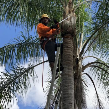 Daylight Home Services - Pruning using a ladder - Tree Services Near Me