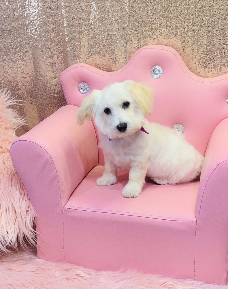 LOVING LATHER MOBILE PET GROOMING 93 Photos & 31 Reviews 12971