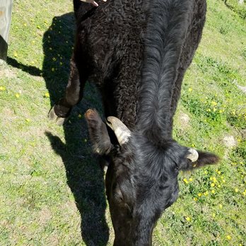 Maymont - Pet the cows - Parks Near Me - Richmond, Virginia Maymont - Pet the cows - Parks Near Me - Richmond, Virginia