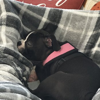 Happytail Puppies - Baylee sleeping! - Pet Adoption Near Me - Oak Ridge,, North Carolina Happytail Puppies - Baylee sleeping! - Pet Adoption Near Me - Oak Ridge,, North Carolina