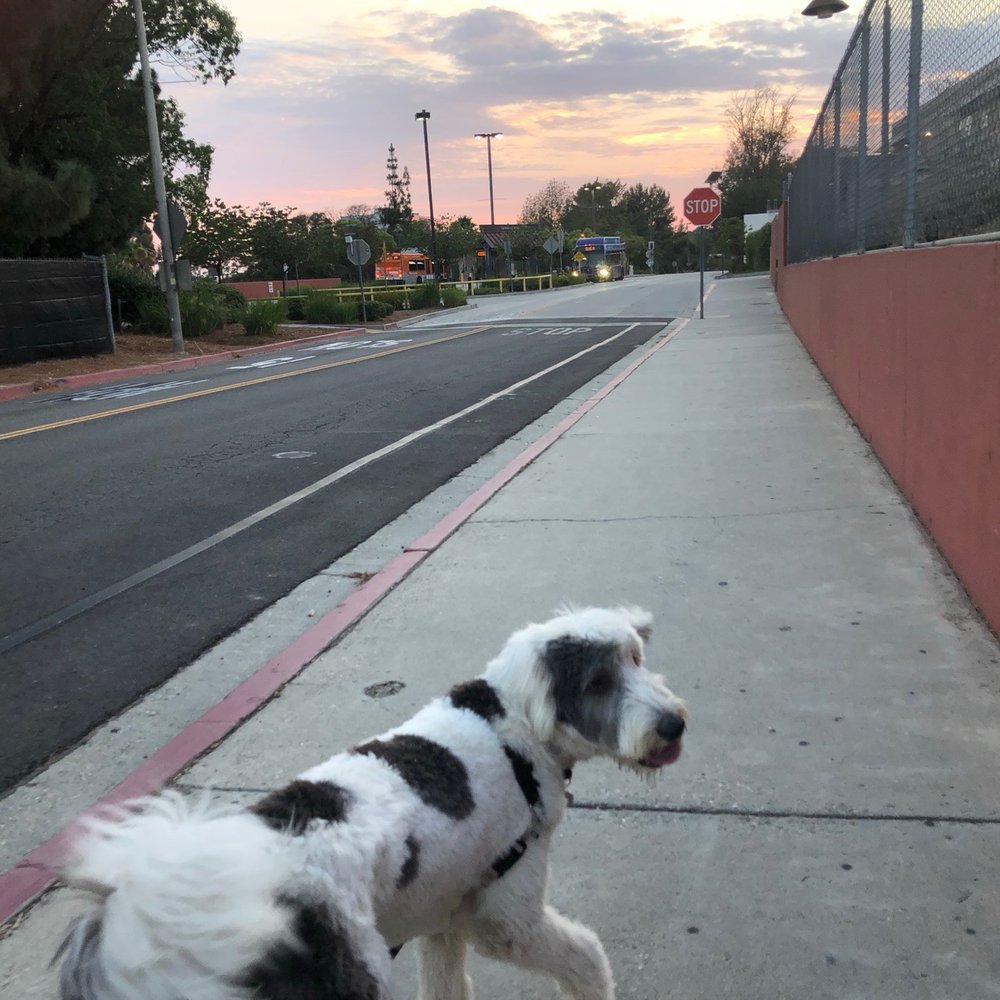 Checking in with me on our walks