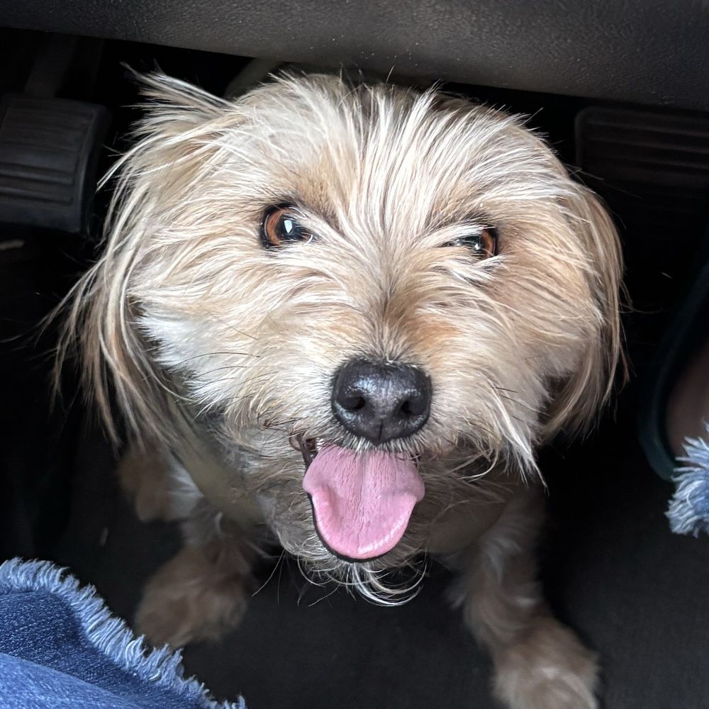 PetSmart - My Yorkie - Pet Stores Near Me - Lubbock, Texas PetSmart - My Yorkie - Pet Stores Near Me - Lubbock, Texas