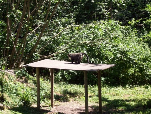 Port Lympne Safari Park by null