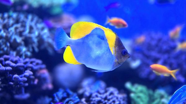 Monterey Bay Aquarium by null