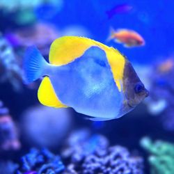 Monterey Bay Aquarium - Yellow Pyramid Butterfly Fish