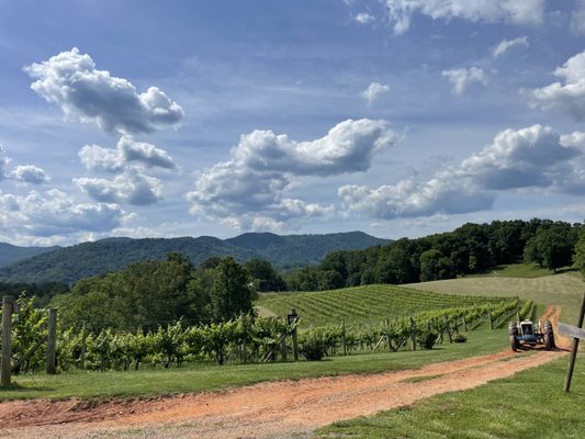 Addison Farms Vineyard by null