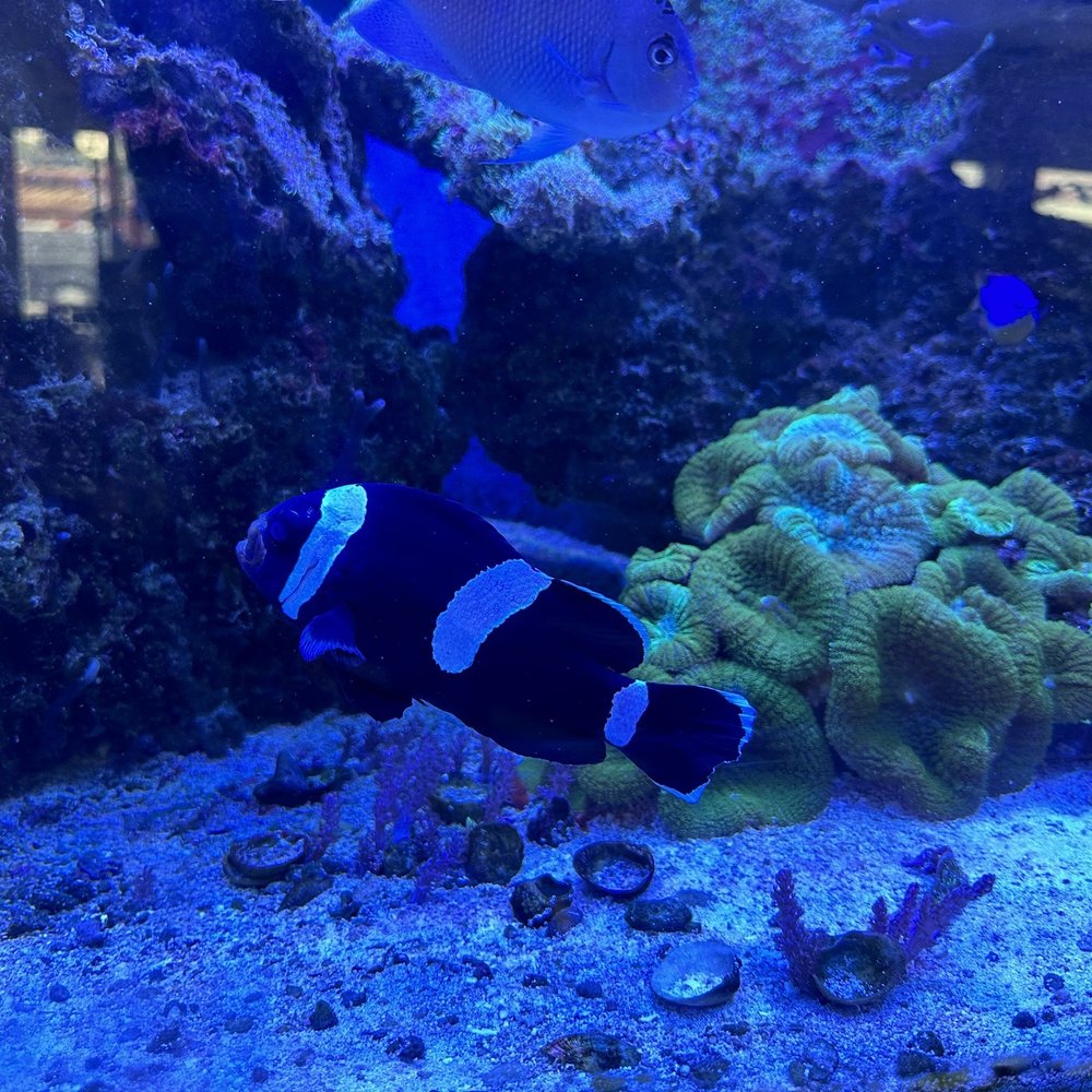 Fish Aquariums & Stuff - Aquarium Services Near Me - Boise, Idaho