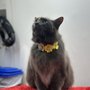 Photo of Mobile Dallas Pet Grooming