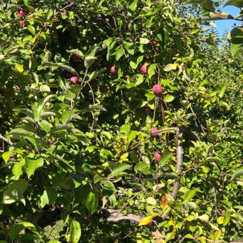Brookfield Orchard - an apple tree full of fruit - Farmers Market Near Me - North Brookfield, Massachusetts