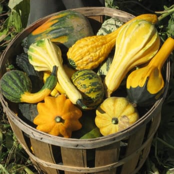 Cervenka Farm - Decorative gourds - Fruits & Veggies Near Me - Flemington, New Jersey Cervenka Farm - Decorative gourds - Fruits & Veggies Near Me - Flemington, New Jersey