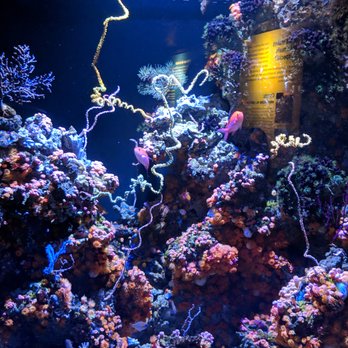 Seattle Aquarium - Aquariums Near Me - Seattle, Washington Seattle Aquarium - Aquariums Near Me - Seattle, Washington