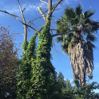 Advance Tree Service - ivy growing on dead cottonwood - Tree Services Near Me - Walnut Creek, California