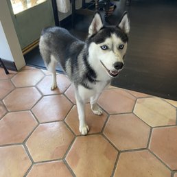 Clean, fluffy, and smiling! Clean, fluffy, and smiling!