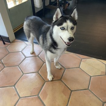 Washing Whiskers - Clean, fluffy, and smiling! - Pet Groomers Near Me - San Pedro, California Washing Whiskers - Clean, fluffy, and smiling! - Pet Groomers Near Me - San Pedro, California