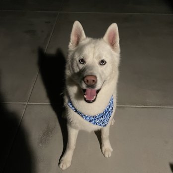 Very Important Puppy - Pet Groomers Near Me Very Important Puppy - Pet Groomers Near Me